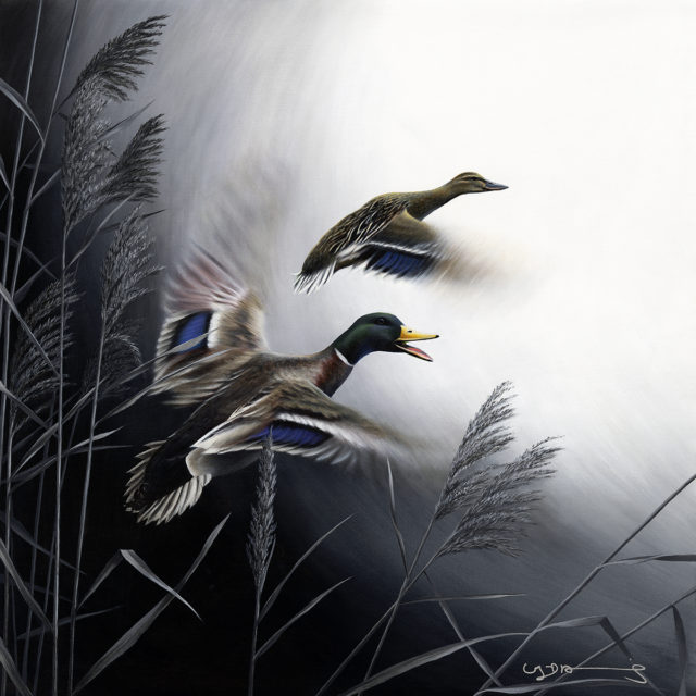 Mallard Ducks (In Flight Series)