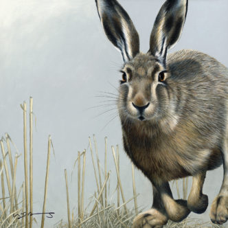 Hare (British Wildlife Series)