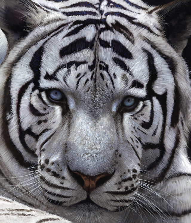 White Tiger (Canvas on Board Edition)