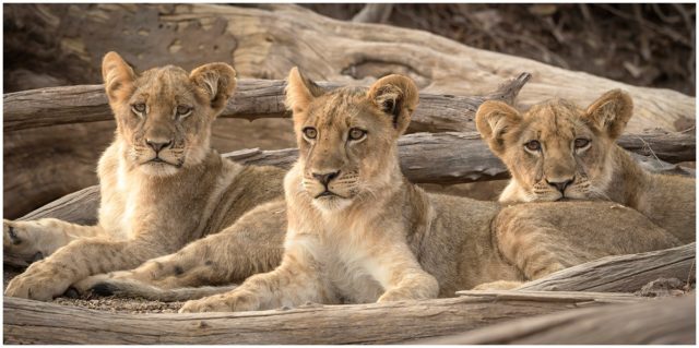 Three's Company Lion Cubs signed limited edition framed print