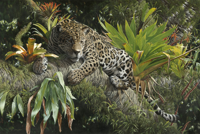 Amazonian Prince by Steve Burgess