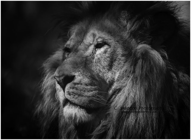 The Wise One (Lion) signed limited edition framed print