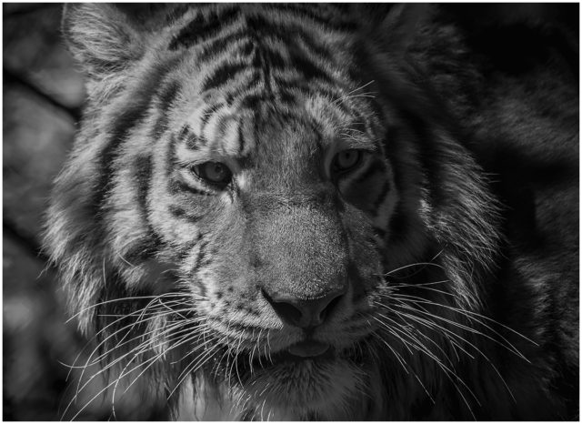One Last Look (Tiger) signed limited edition framed print