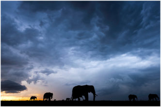 Stormy Skies over the Massai Mara