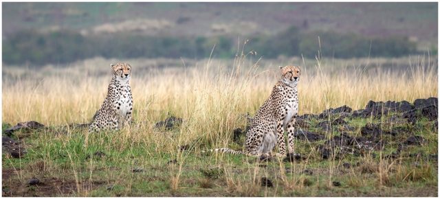 On the Look Out (Cheetahs in the Massai Mara) signed limited edition framed print