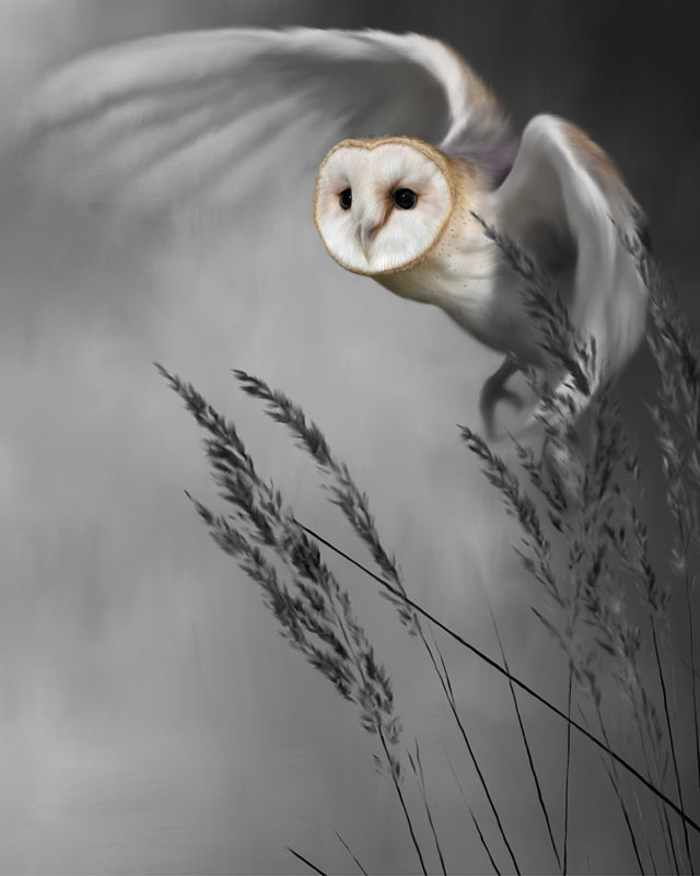 Twilight Flight Barn Owl by Nigel Hemming