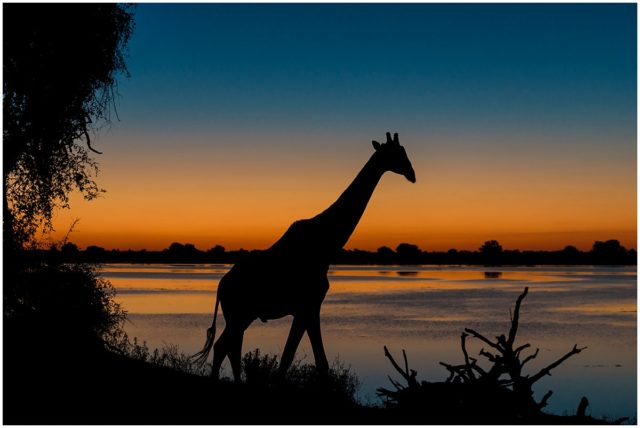 Deepening Shadows (Giraffe at sunset) signed limited edition framed print by Paul Haddon