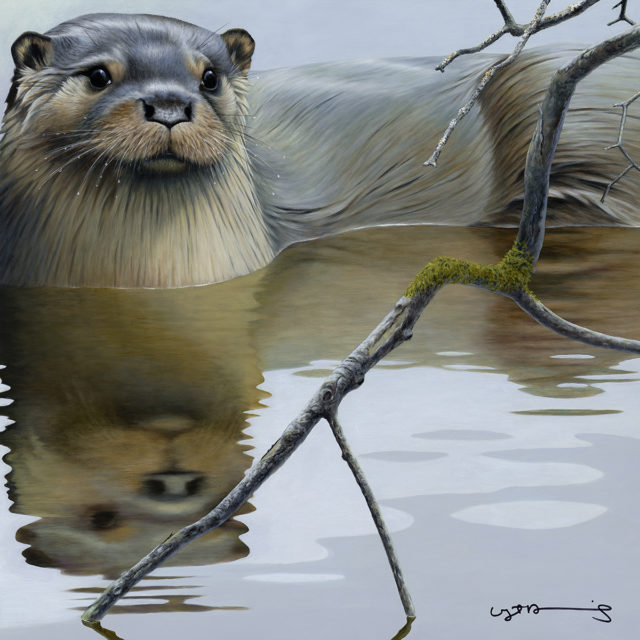 Otter (British Wildlife Series)
