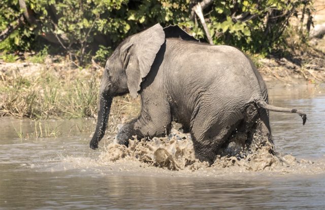 Splashing In The Cool Waters by Fiona Haddon Photography Elephant