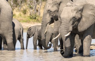 The Gathering by Fiona Haddon Photography Elephants