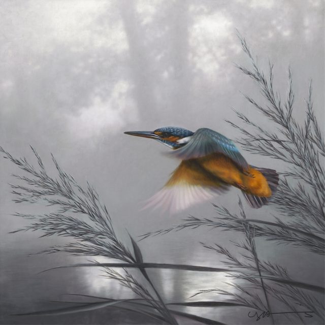 Kingfisher Taking Flight by Nigel Hemming