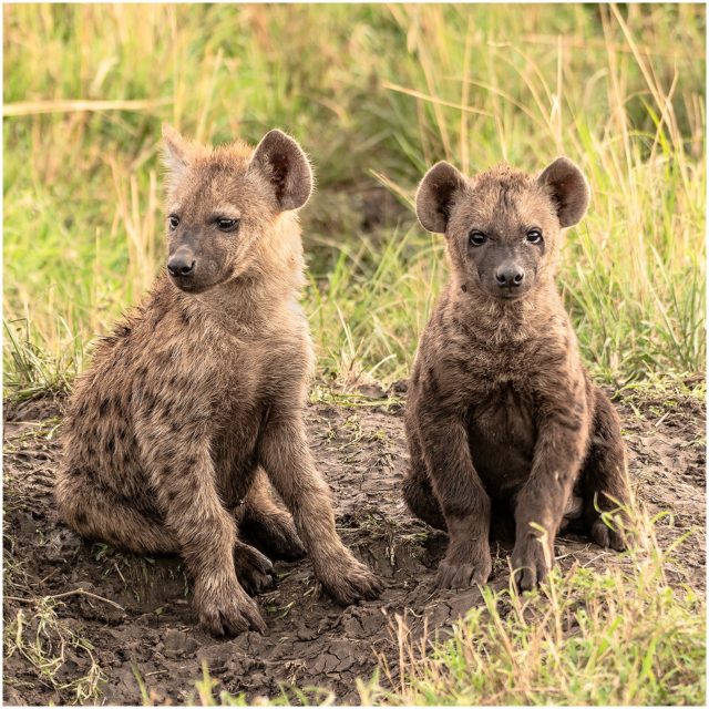 Hyena Cubs Kenya - Play it Cool Dave by Paul Haddon