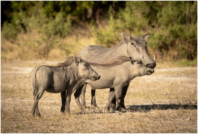 A Special Moment, Warthog, Botswana, Signed limited edition framed print by Paul Haddon