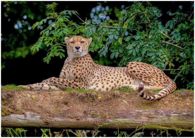 Majestic Beauty, Cheetah, Signed limited edition framed print by Paul Haddon