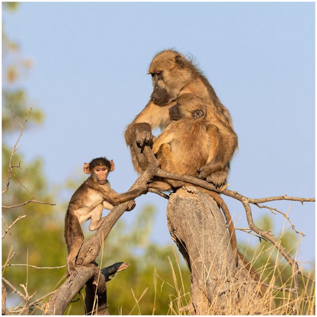 Monkeyin Around, Botswana Signed limited edition framed print by Paul Haddon