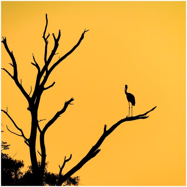 Stork with Yellow Sky, Botswana, signed limited edition framed print by Paul Haddon