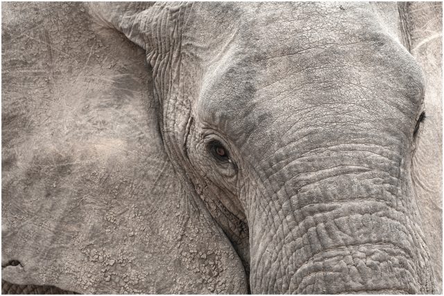 p Close and Personal - African Elephant, signed limited edition framed print by Paul Haddon