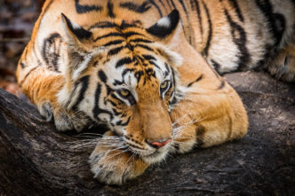 Chris Weston Royal Bengal Tiger