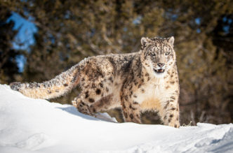 Ghost Cat, Snow Leopard