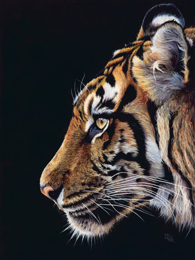 Sue Payton Asia Tiger