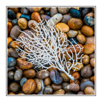 Corel and stones by Paul Compton photography