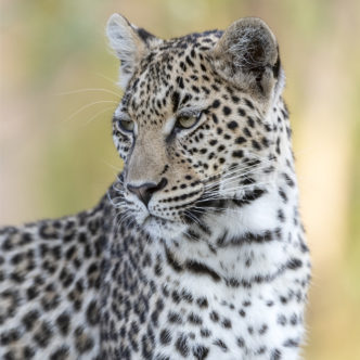 Leopard Portrait Botswana Paul Haddon Photography