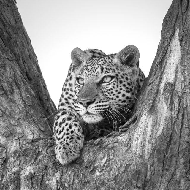 Leopards Lookout Paul Haddon Photography