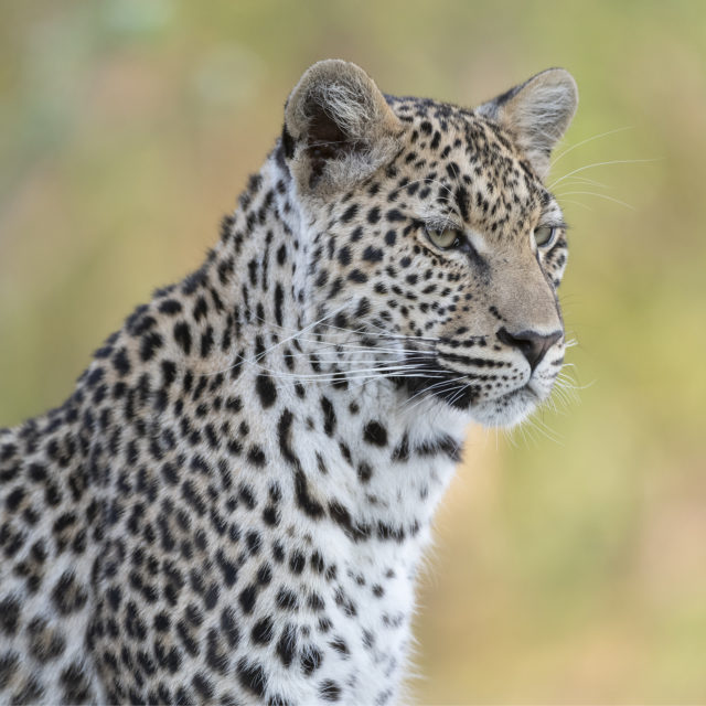 Nkwe Leopard Portrait Botswana Paul Haddon Photography