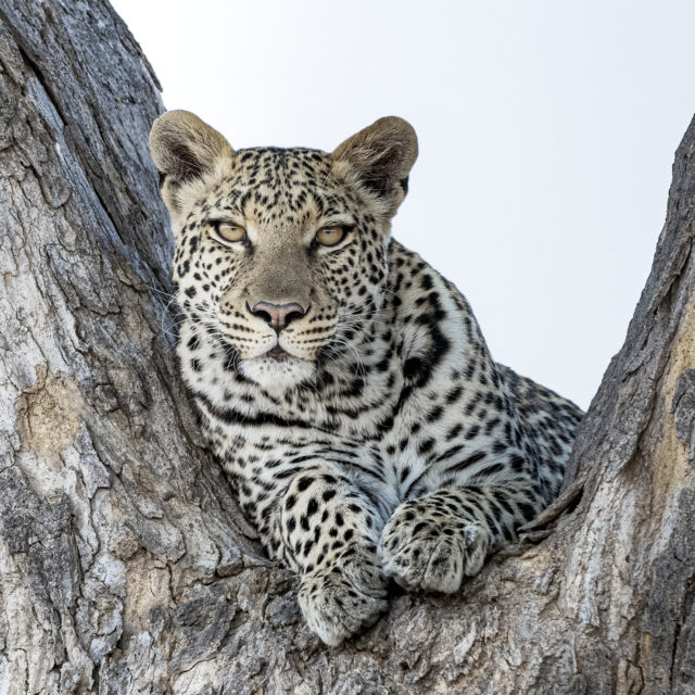 The Lookout Botswana Paul Haddon Photography