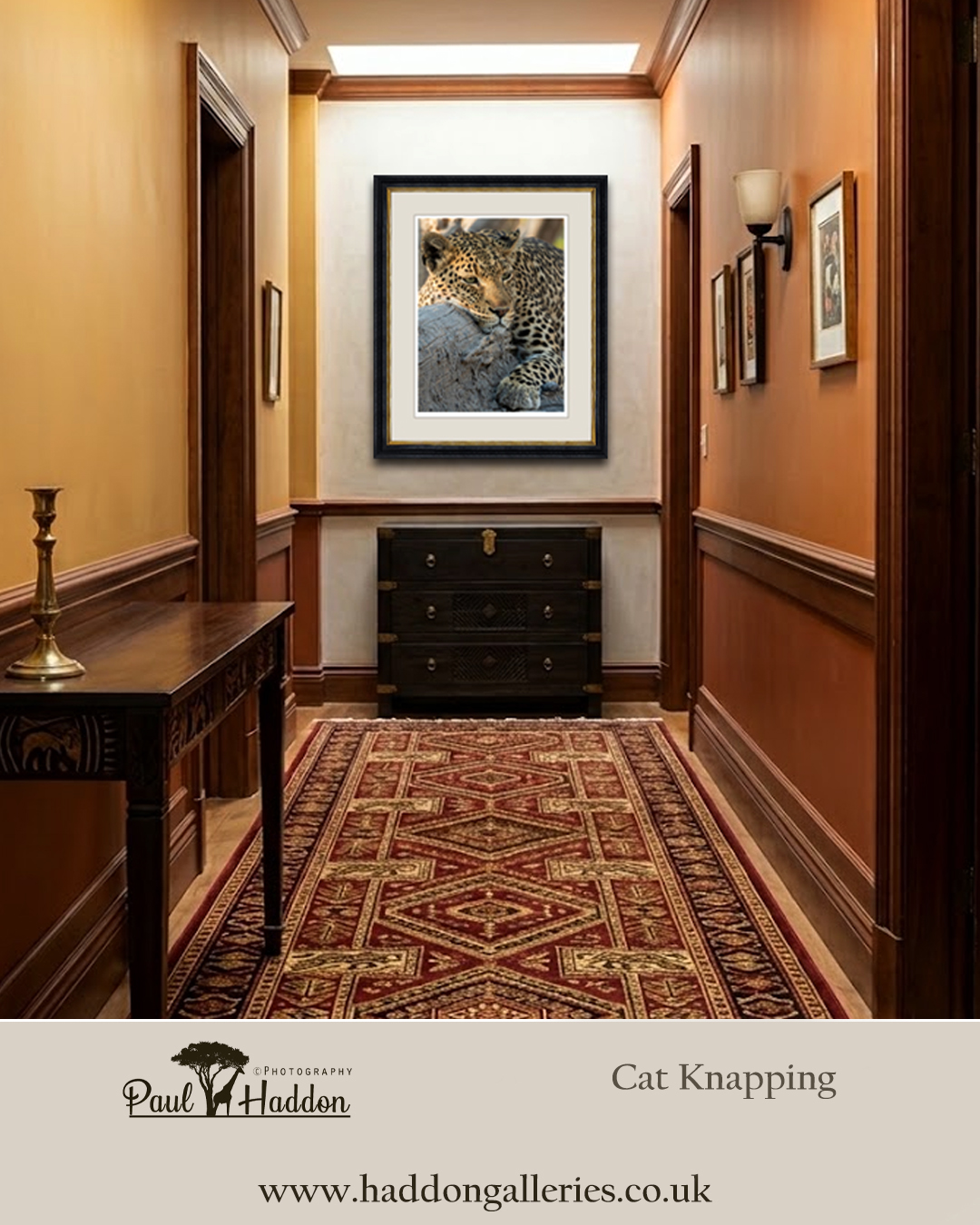 Catnaping Paul Haddon Photography