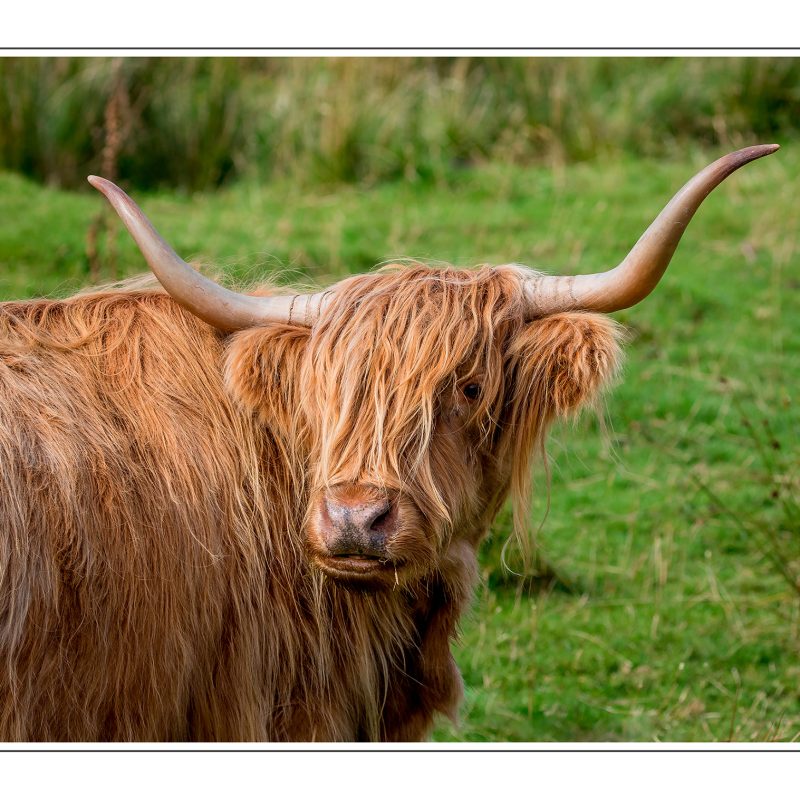 Highland Cow