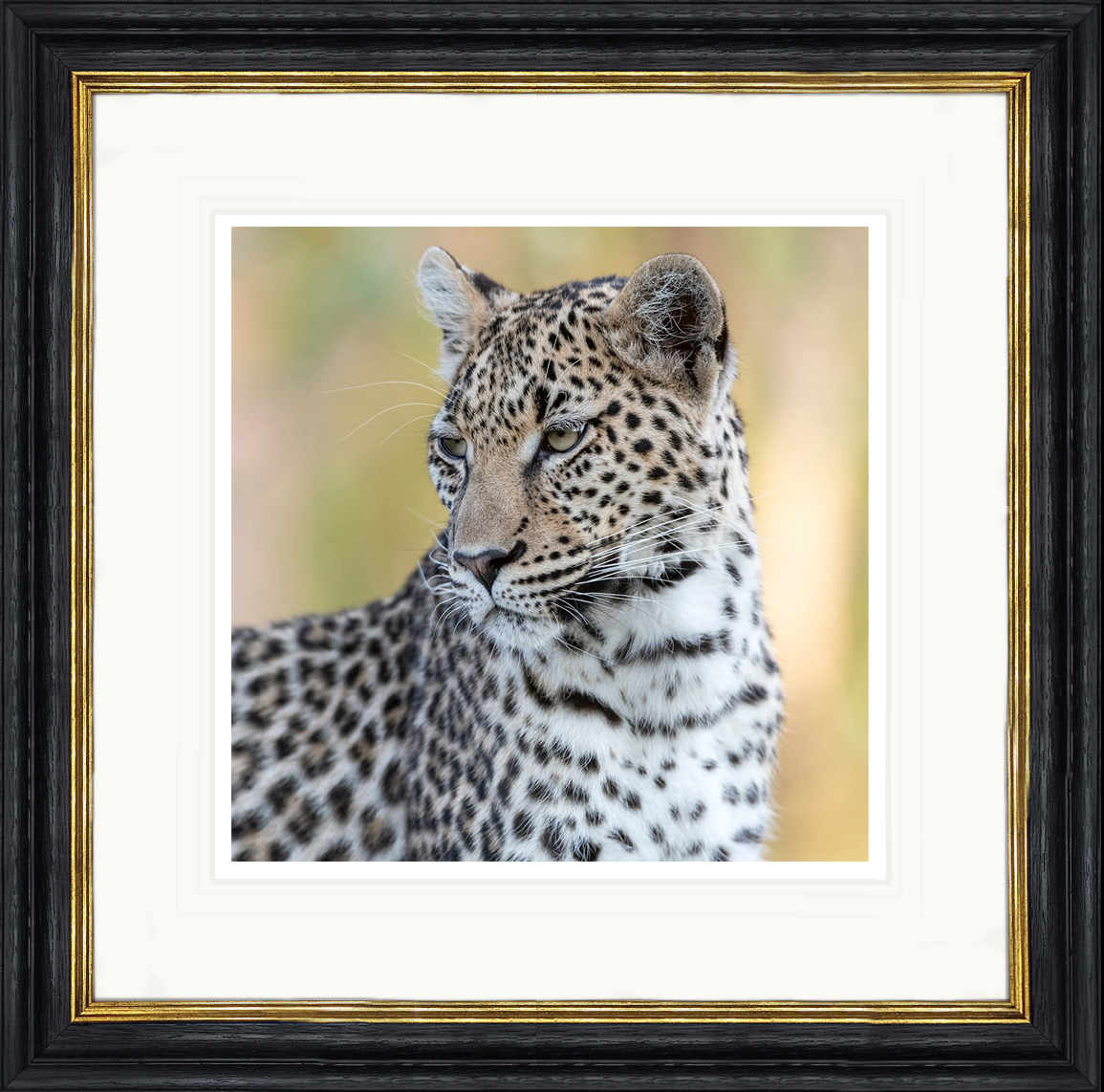 Leopard-Portrait-framed-African-leopard-print-by-Paul-Haddon-Photography-art