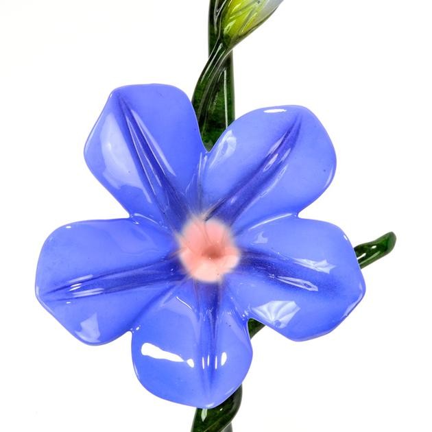 Morning Glory - Image 4