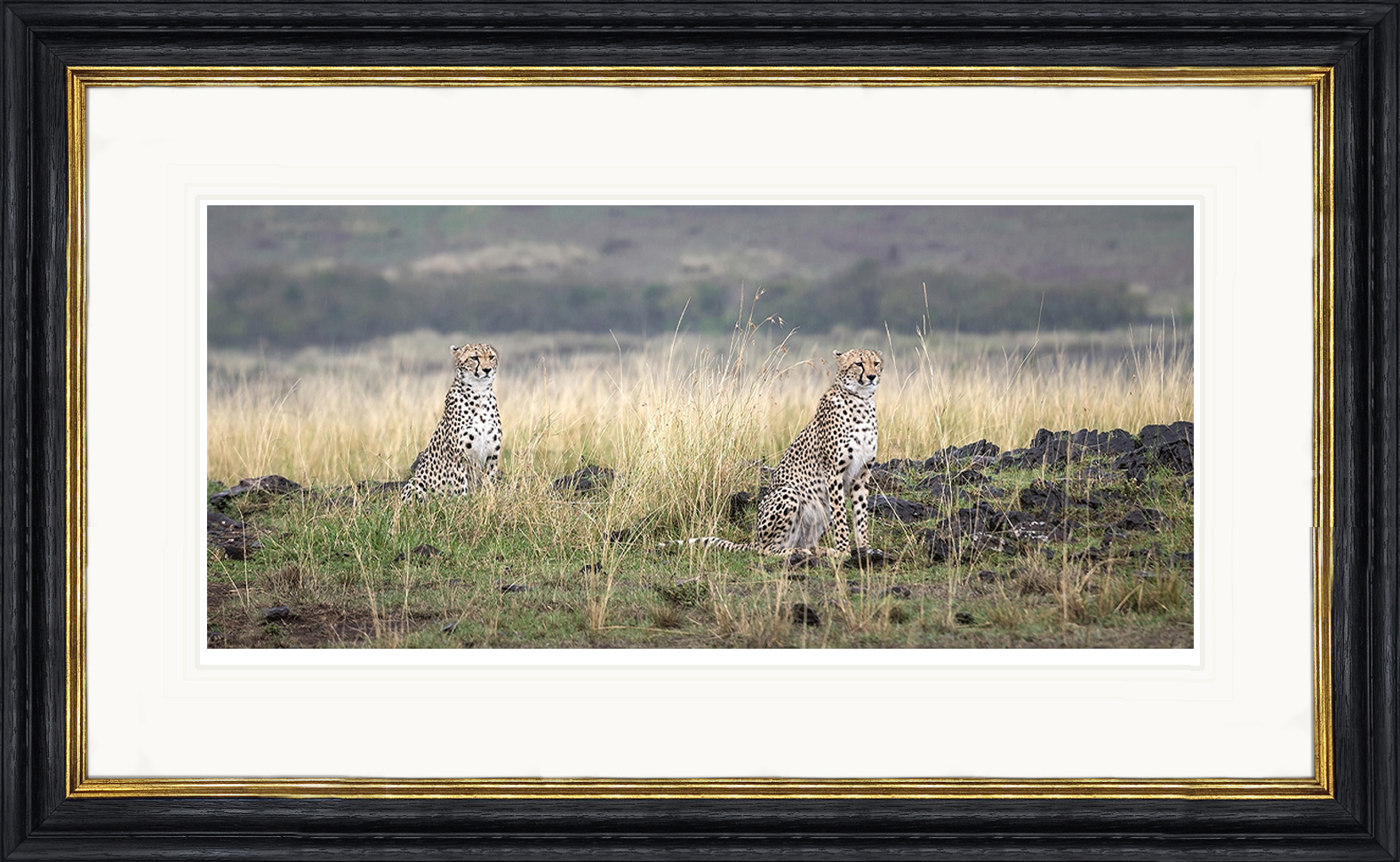 On-the-Lookout-framed-African-cheaters-cub-print-by-Paul-Haddon-Photography-art