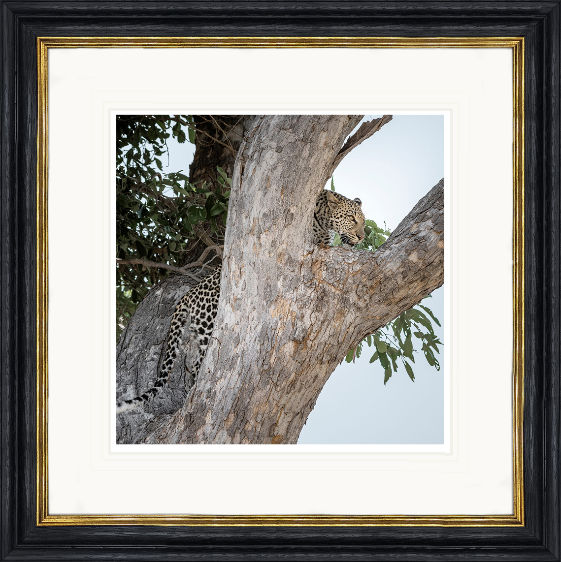 Stealthy-Approach-framed-African-leopard-print-by-Paul-Haddon-Photography-art