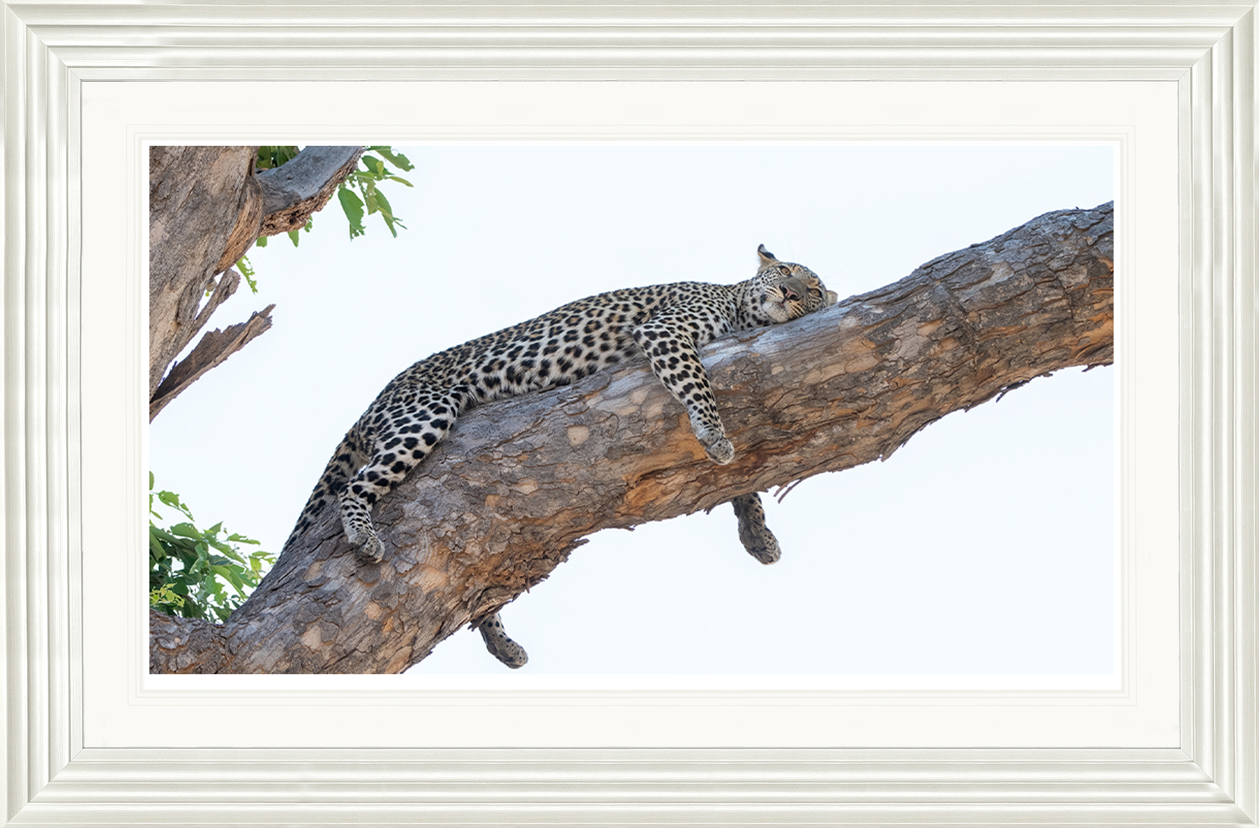 Taking-the-Afternoon-Off-framed-African-leopard-print-by-Paul-Haddon-Photography-art