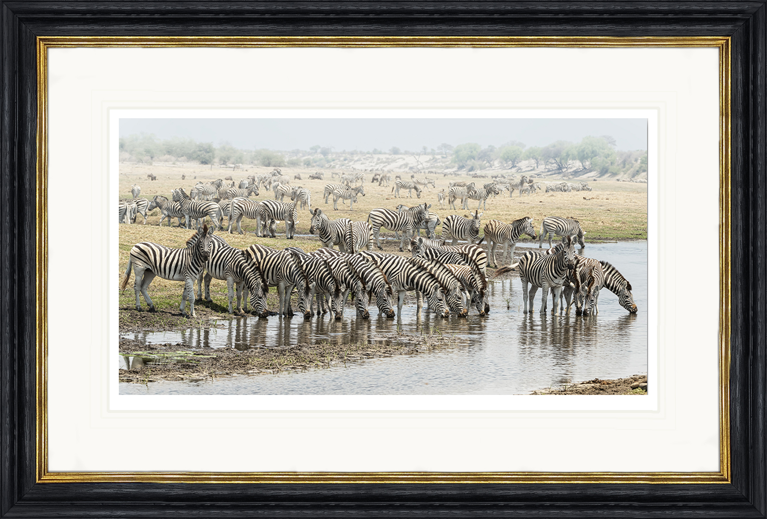 The-Gathering-framed-African-zebra-print-by-Paul-Haddon-Photography-art