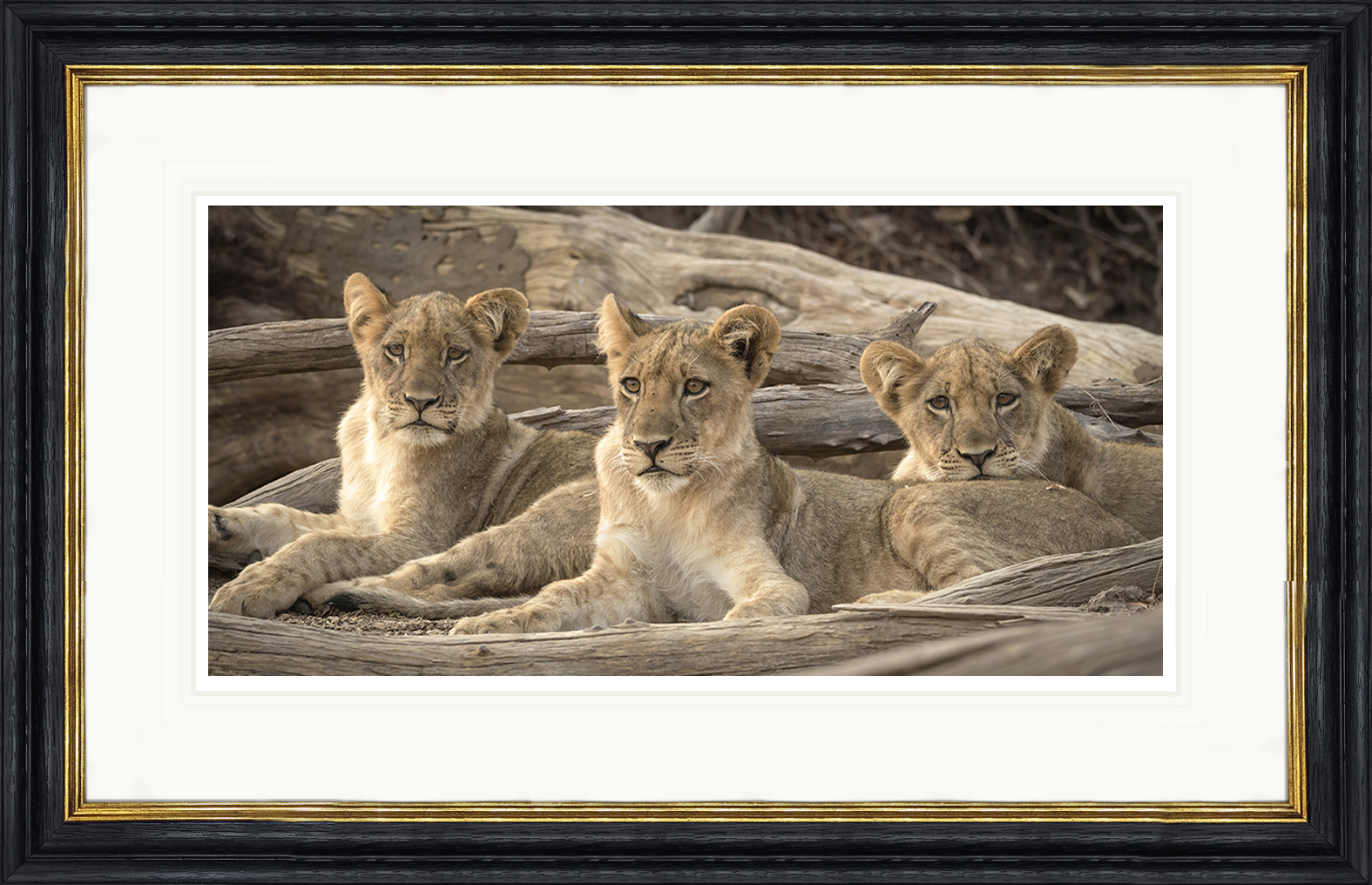 Threes-Company-Botswana-framed-African-lion-cubs-print-by-Paul-Haddon-Photography-art
