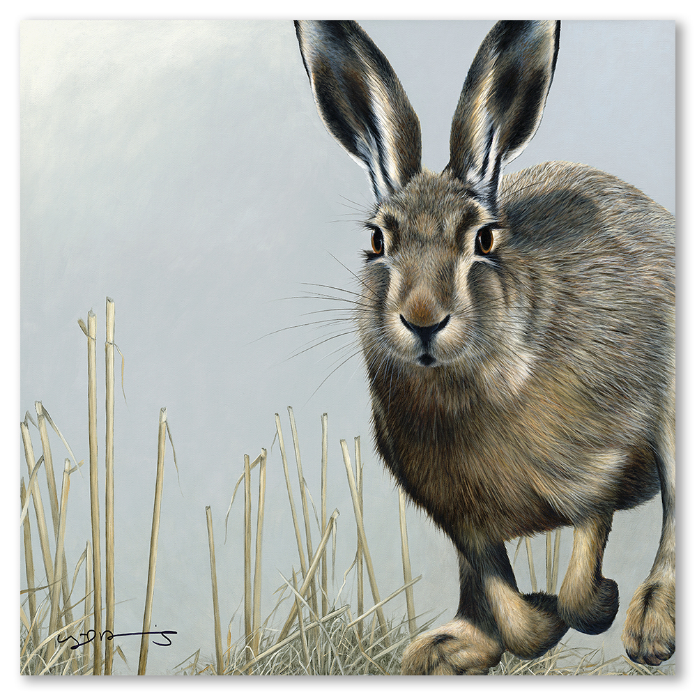 hare-nigel-hemming-art-framed-wildlife-nature-wall-art-prints