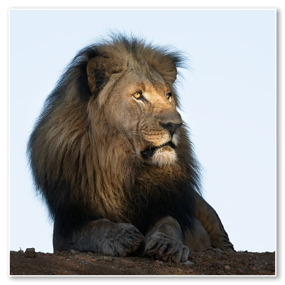 kissed-by-light-paul-haddon-fine-art-african-wildlife-nature-landscape-photography-africa-wildlife-lion-framed-wall-art-print