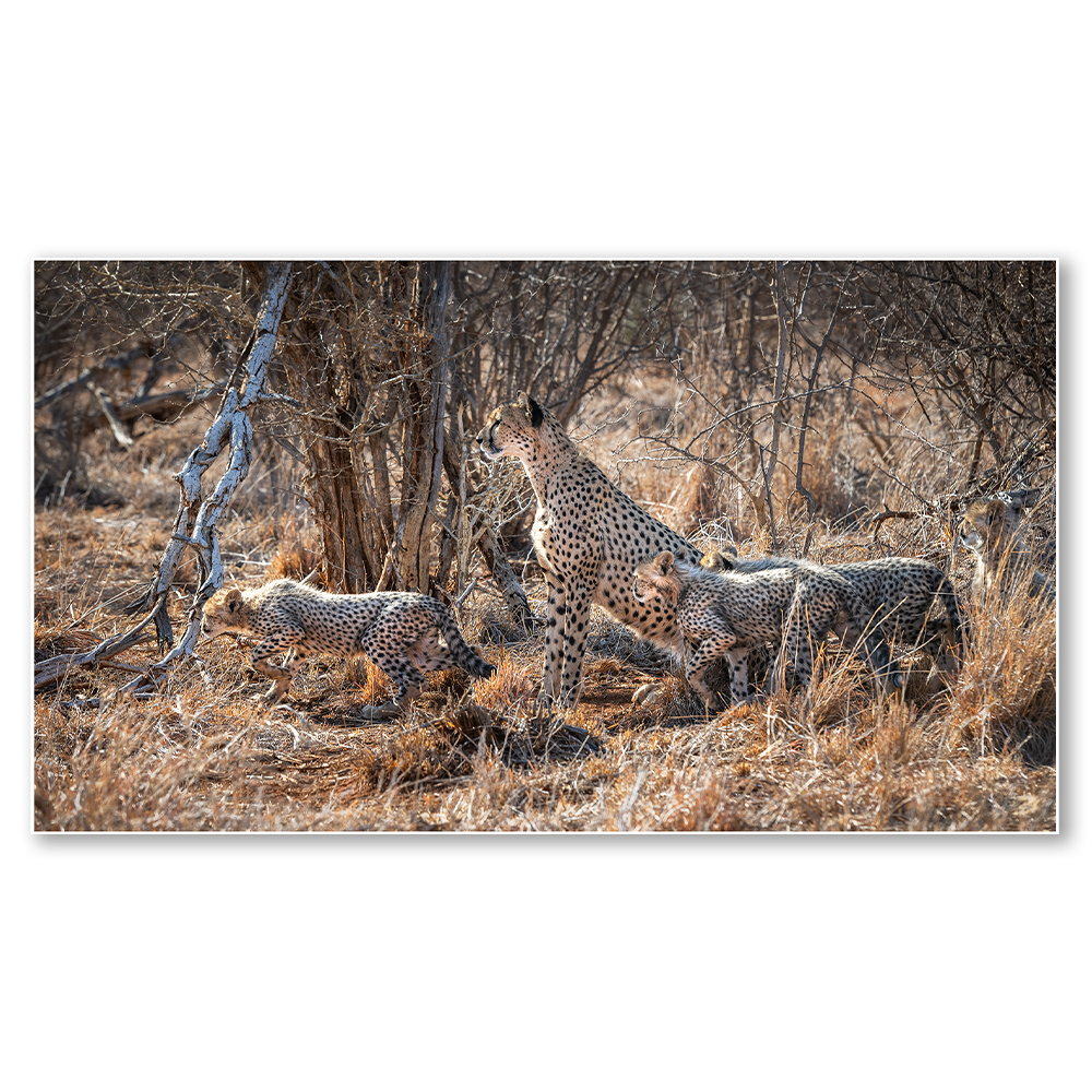 learning-the-ropes-paul-haddon-fine-art-african-wildlife-nature-landscape-photography-leopards-africa-framed-wall-art-print