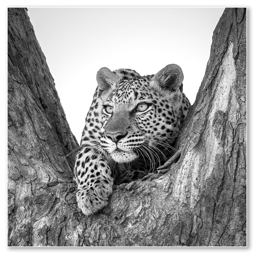 leopards-lookout-paul-haddon-fine-art-african-wildlife-nature-landscape-photography-framed-wall-art-print