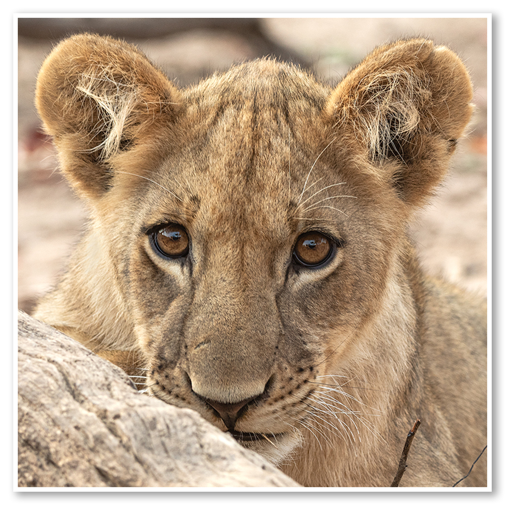 little-mischief-paul-haddon-fine-art-african-wildlife-nature-landscape-photography-framed-wildlife-wall-art-prints