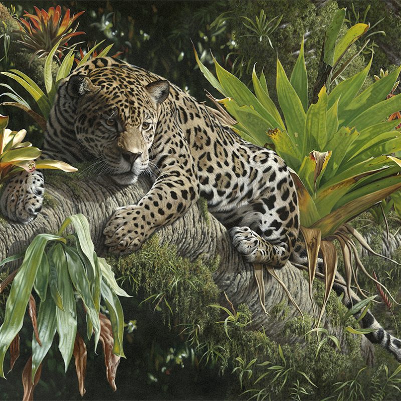 Steve Burgess Art