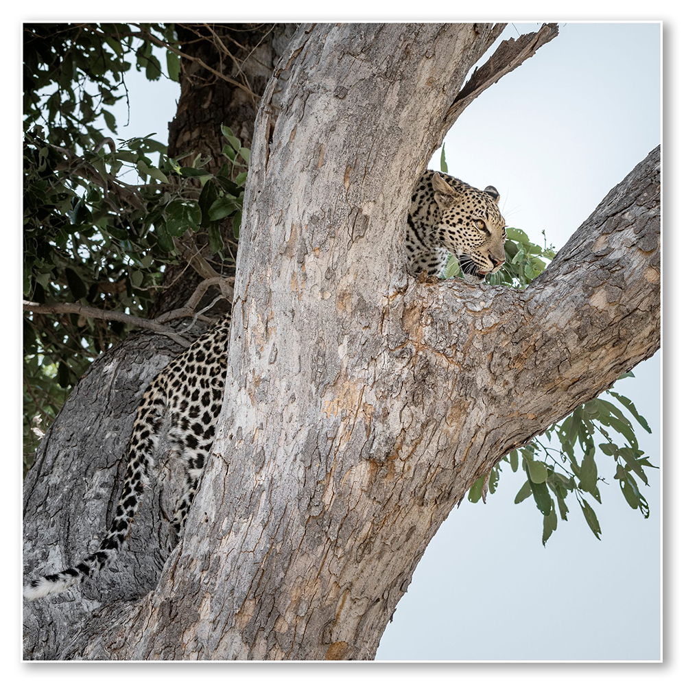 stealthy-approach-africa-paul-haddon-fine-art-african-wildlife-nature-landscape-photographyframed-wildlife-wall-art-prints
