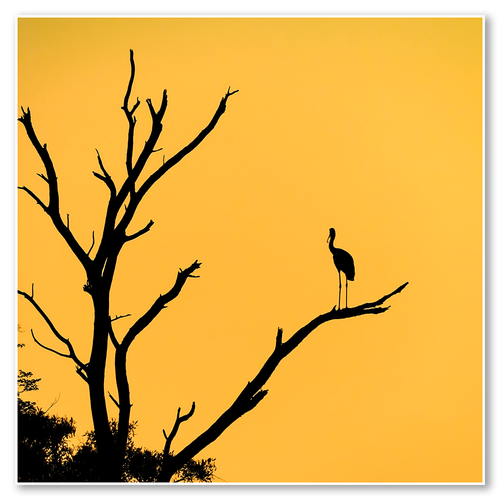 stork-with-yellow-sky-africa-paul-haddon-fine-art-african-wildlife-nature-landscape-photography-contemporary-afican-wildlife-frames-wall-art-prints