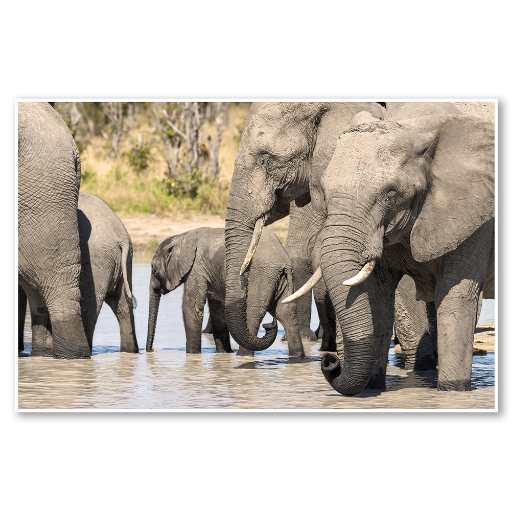 the-gathering-fiona-haddon-frame-art-print-wall-elephants