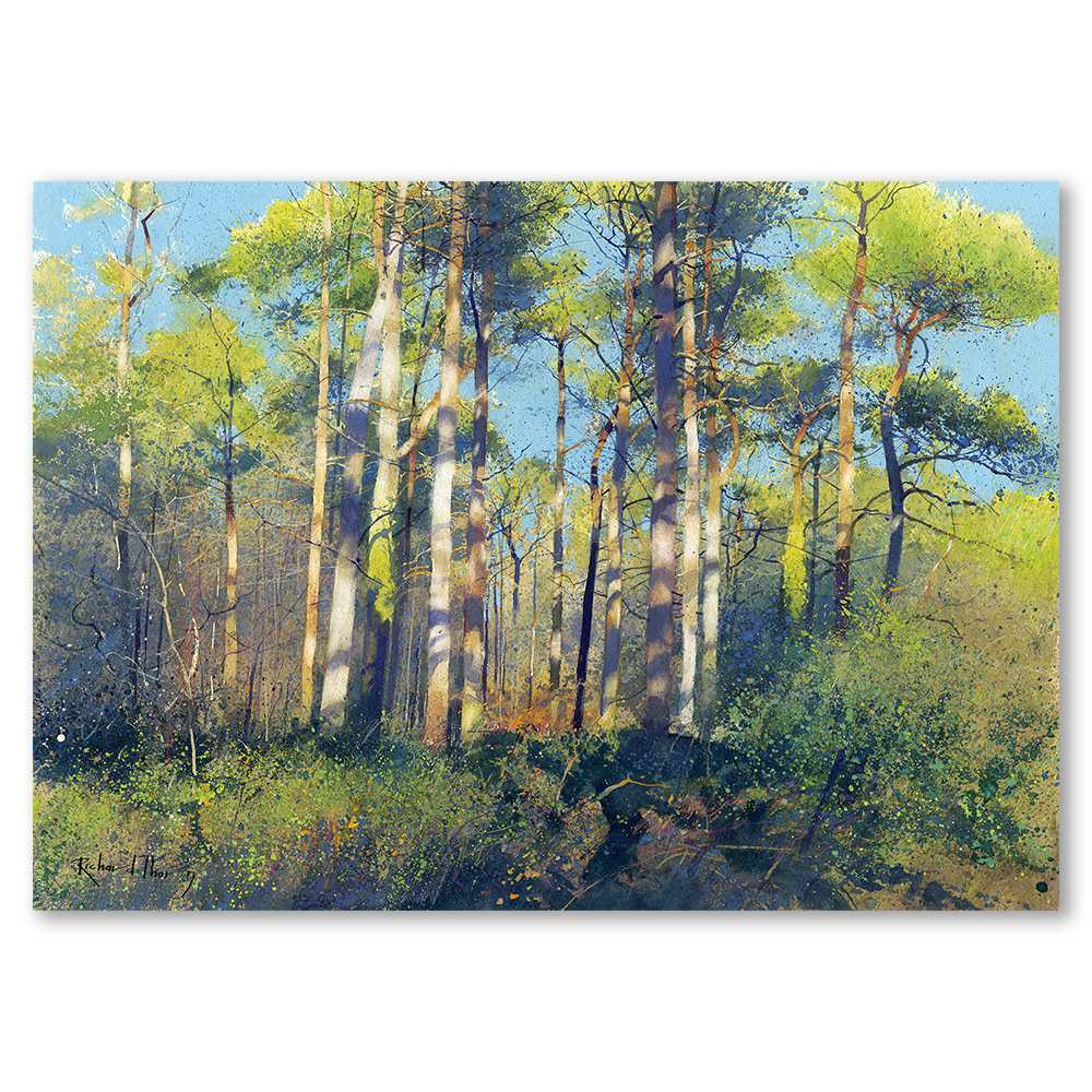 the-pine-cathedral-richard-thorn-art-landscape-nature-riverscape-seascapes-framed-wall-art-prints-devon-cornwall-woodland-english-countryside-limited-edition
