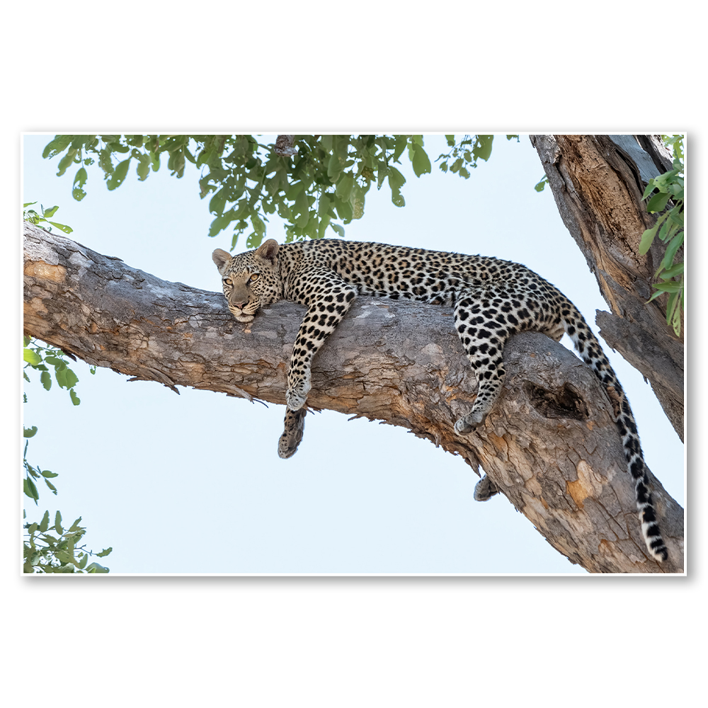 tree-top-throne-africa-paul-haddon-fine-art-african-wildlife-nature-landscape-photography-framed-wall-art-prints