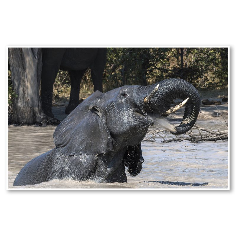 who-needs-a-straw-fiona-haddon-elephants-africa